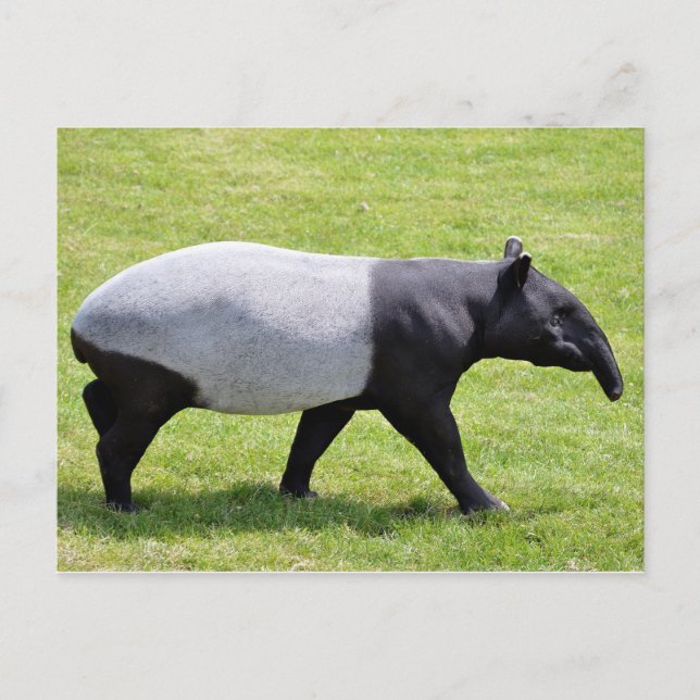 Malayischer Tapir auf Gras Postkarte (Vorderseite)