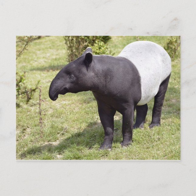 Malayischer Tapir auf Gras Postkarte (Vorderseite)