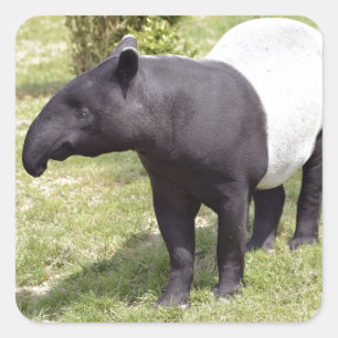 Malayischer Tapir auf Gras Quadratischer Aufkleber