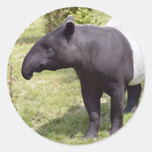 Malayischer Tapir auf Gras Runder Aufkleber