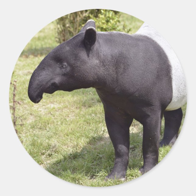 Malayischer Tapir auf Gras Runder Aufkleber (Vorderseite)