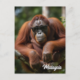Malaysia Orangutan mit Sonnenbrille Postkarte