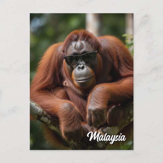 Malaysia Orangutan mit Sonnenbrille Postkarte (Vorderseite)