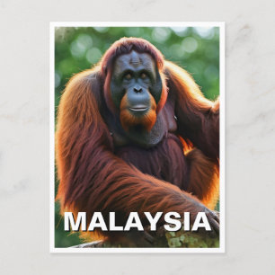 Malaysia Orangutan Postkarte