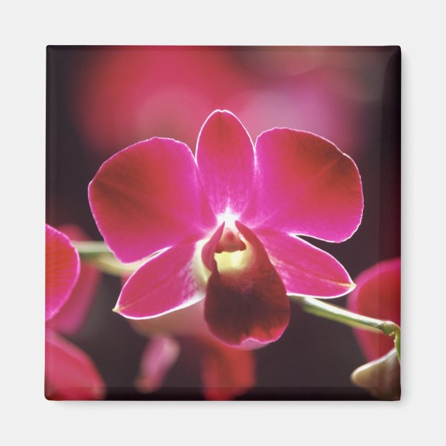 Malaysia, Orchid Magnet (Vorne)