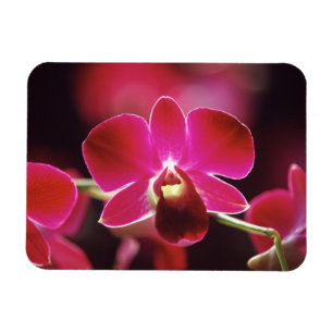 Malaysia, Orchid Magnet