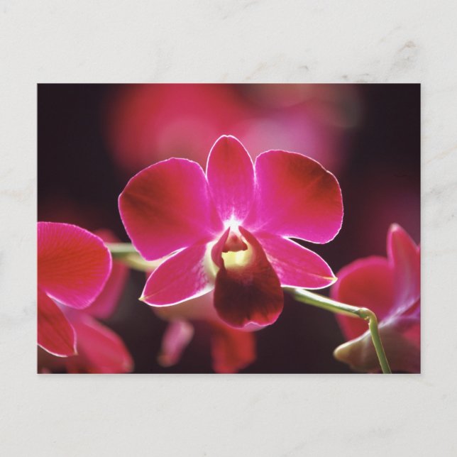Malaysia, Orchid Postkarte (Vorderseite)