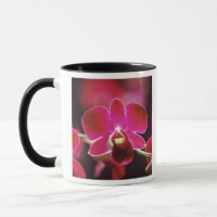 Malaysia, Orchid