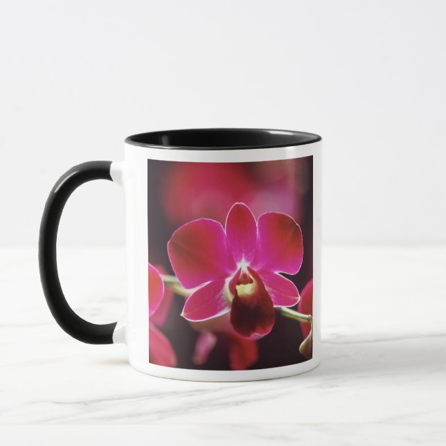 Malaysia, Orchid Tasse (Links)