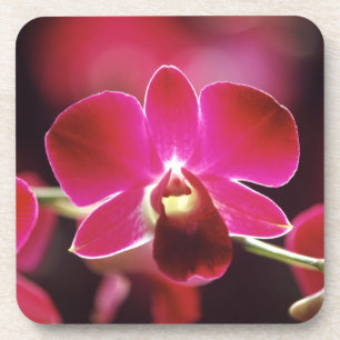 Malaysia, Orchidee Getränkeuntersetzer