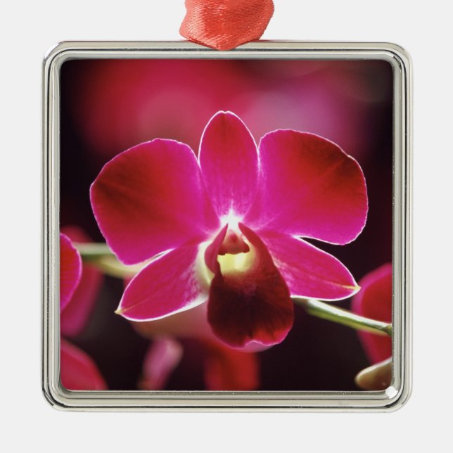 Malaysia, Orchidee Silbernes Ornament (Vorne)