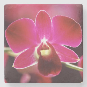 Malaysia, Orchidee Steinuntersetzer