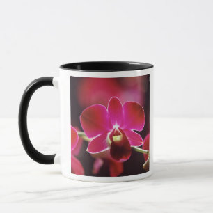 Malaysia, Orchidee Tasse