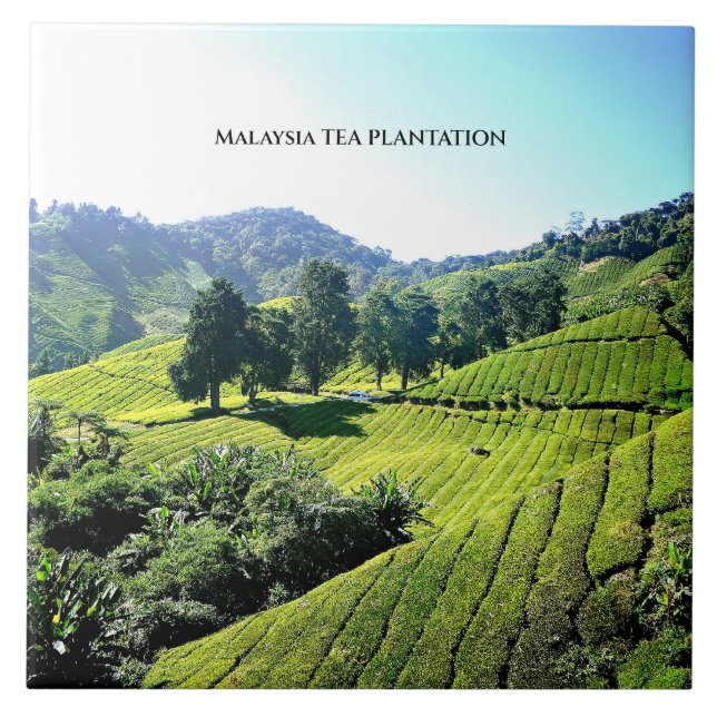 Malaysia Tea Plantation Fliese (Vorderseite)