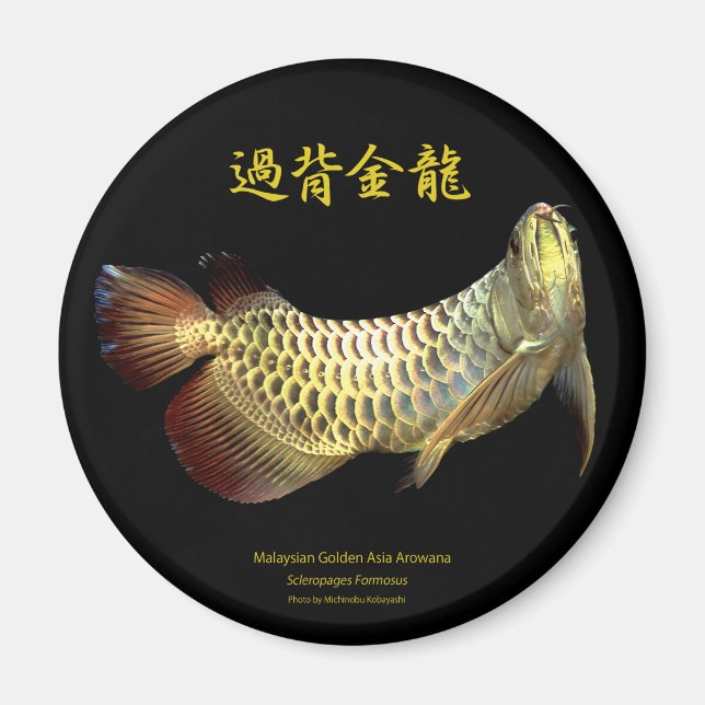 Malaysian Golden Arowana Magnet (Vorne)