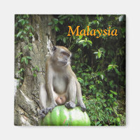 Malaysischer Affe