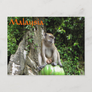 Malaysischer Affe Postkarte