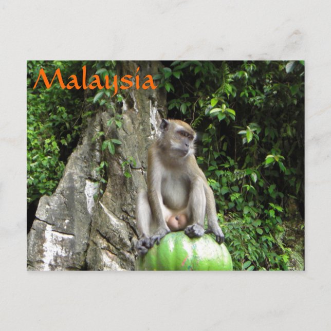 Malaysischer Affe Postkarte (Vorderseite)