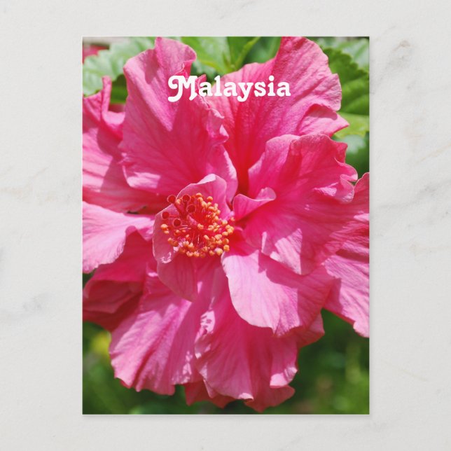 Malaysischer Hibiskus Postkarte (Vorderseite)
