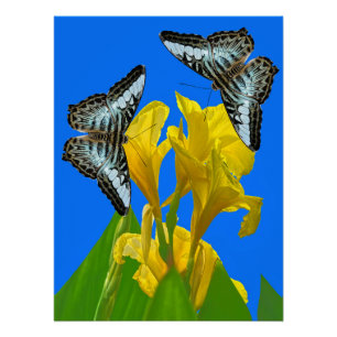 Malaysischer Kappenschmetterling auf Canna King Poster