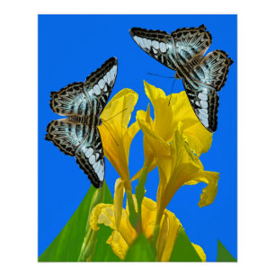 Malaysischer Kappenschmetterling auf Canna King Poster