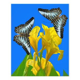 Malaysischer Kappenschmetterling Posters Fotodruck