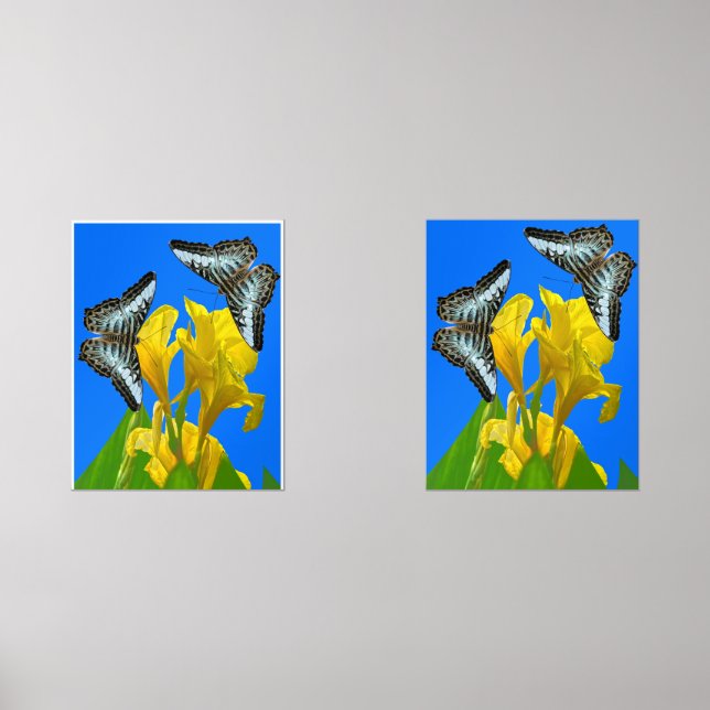 Malaysischer Kappenschmetterling Print Set (Vorderseite)