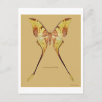 Malaysischer Moon Moth