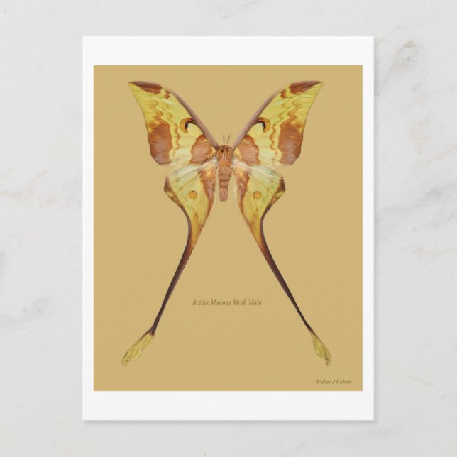 Malaysischer Moon Moth Postkarte (Vorderseite)