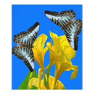 Malaysischer Schmetterling-Foto Erweiterung Fotodruck