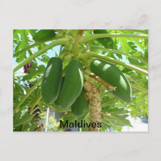 MALDIVES POSTKARTE