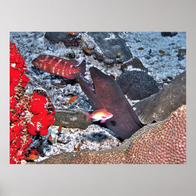 Maldives Reef Snapshot Poster (Vorne)