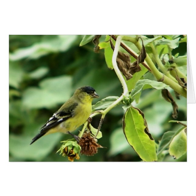Male American Goldfinch (Vorderseite (Horizontal))