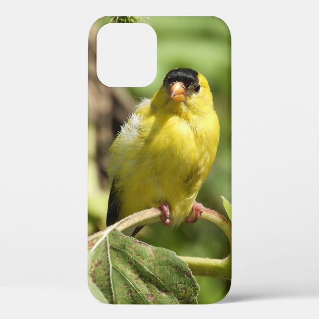 Male American Goldfinch Case-Mate iPhone Hülle (Rückseite)