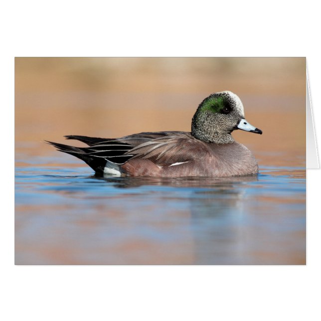 Male American Wigeon (Vorderseite (Horizontal))