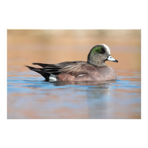 Male American Wigeon Fotodruck