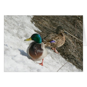 male and female mallards on snow note card