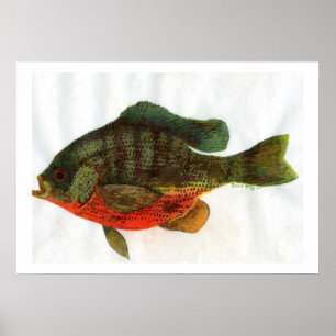 Male Bluegille Poster