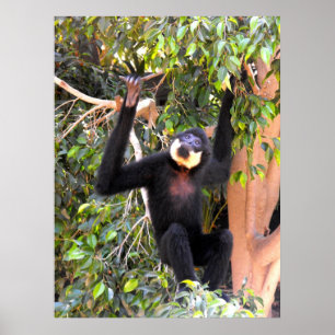 Male Buff baked gibbon Poster
