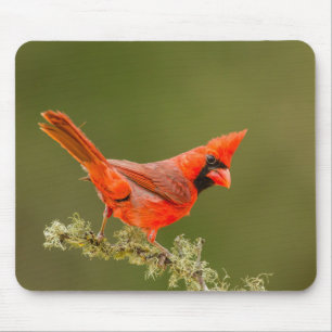 Male Cardinal on Limb Mousepad