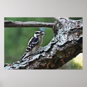 Male Downy Woodpeck auf einem Lima-Poster Poster