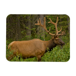 Male Elk   Banff National Park, Alberta, Kanada Magnet