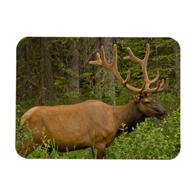 Male Elk | Banff National Park, Alberta, Kanada Magnet (Horizontal)