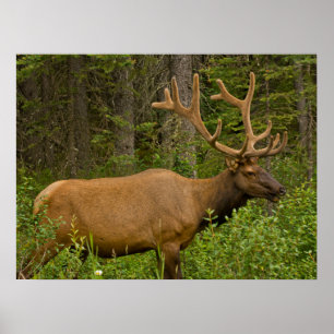 Male Elk Banff National Park, Alberta, Kanada Poster