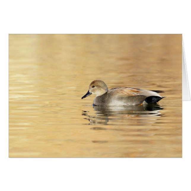 Male Gadwall (Vorderseite (Horizontal))
