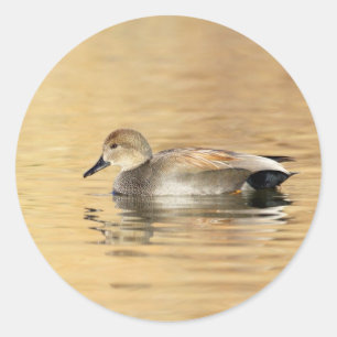 Male Gadwall Duck Runder Aufkleber
