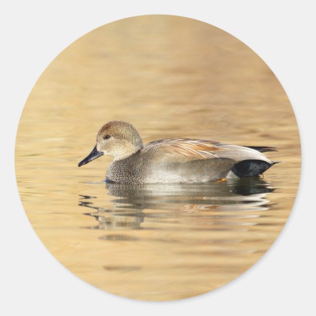 Male Gadwall Duck Runder Aufkleber (Vorderseite)