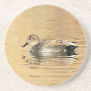 Male Gadwall Duck Sandstein Untersetzer