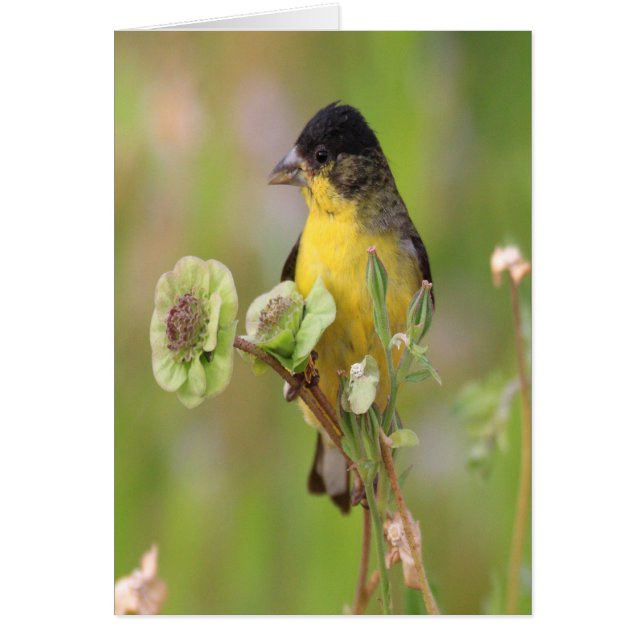 Male Goldfinch steht auf Blume (Vorne)