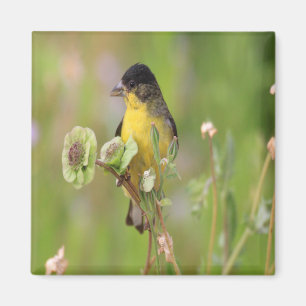 Male Goldfinch steht auf Blume Magnet